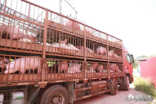 【乡村振兴】港南区八塘街道：新花生猪养殖助农增收有钱花