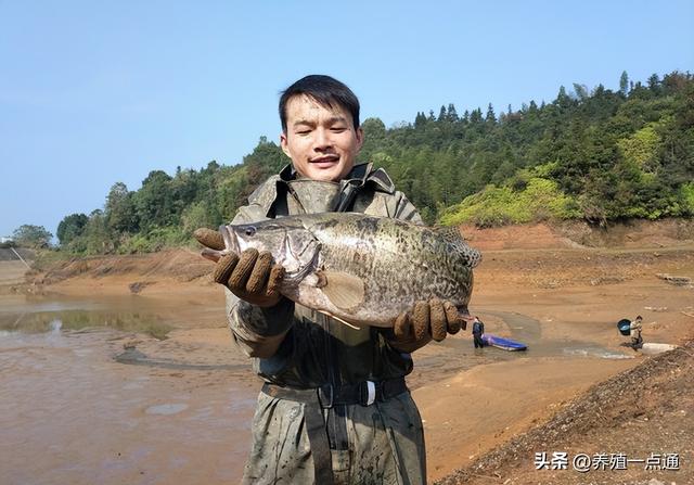 鳜鱼训食，鱼饵鳜PK饲料鳜，配合饲料养殖经验分享