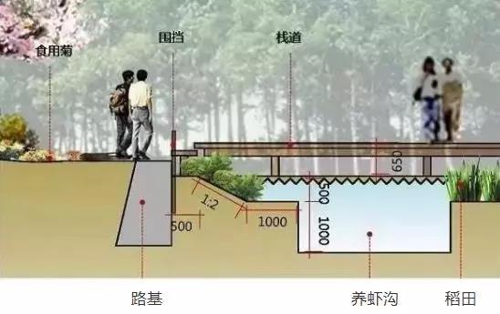 稻虾养殖田埂设计和稻虾养殖模式