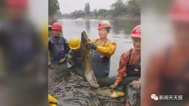 关注乐山人的菜篮子：“二师兄”每斤跌到10元左右，鱼价创新高