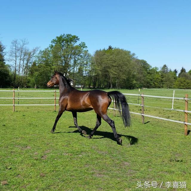 养一匹高头大马，然后骑着它漫步在乡野小路，就像童话里那样美好