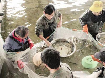 刀鱼养殖成功 为何市场难觅其踪