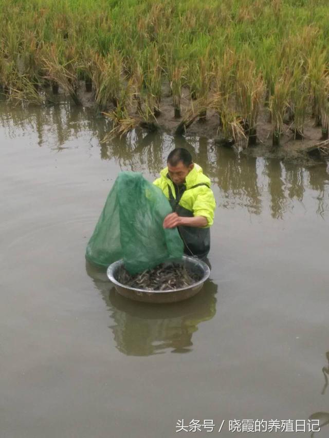 老司机揭开生态养鳅产量低的原因，带大家走出困境！