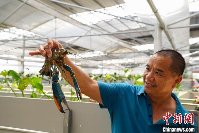 航拍广西澳洲淡水龙虾养殖基地 商品虾供不应求