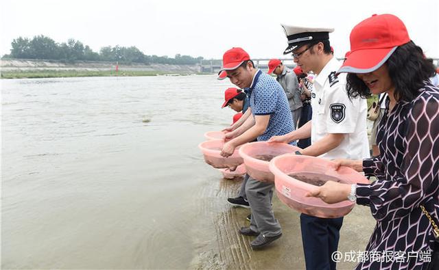 鲢鱼、鳙鱼、鲫鱼……成都150万尾鱼苗放生崇州西河