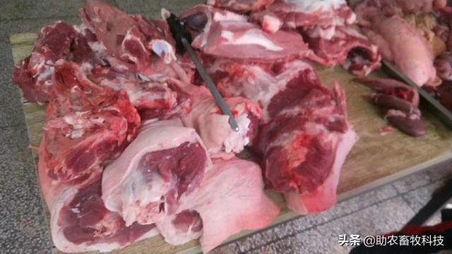 【组图】种植牧草养黑猪降低饲料成本显著猪肉品质好