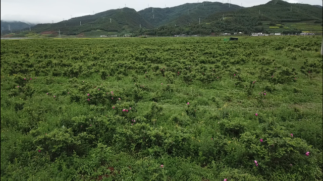 90后第一书记｜“阿依阿木科”肖晗的4年彝族贫困村驻村记