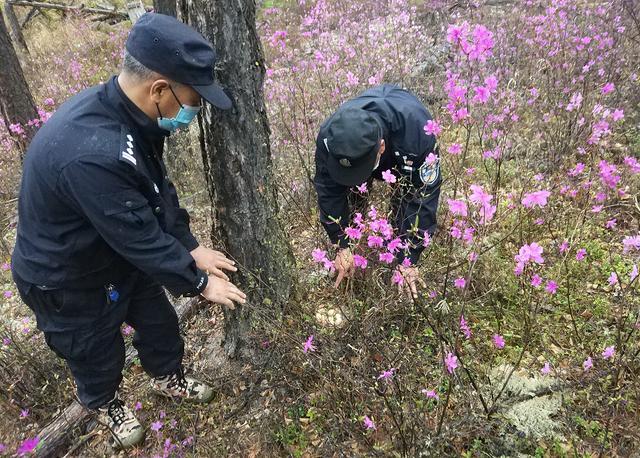 大兴安岭现野生花尾榛鸡，“天上龙肉，地下驴肉”，龙肉就是它了