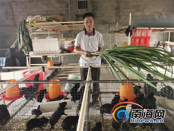 志智双扶丨儋州市雅星镇飞巴村贫困户谢学头：养殖豚狸 撬开脱贫致富大门