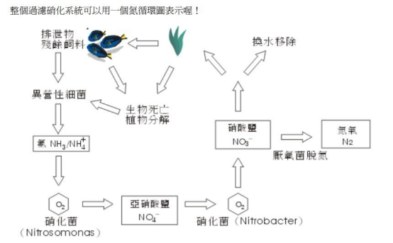 海水缸怎么玩？从设备到系统，一步步教你玩转海水缸，不难