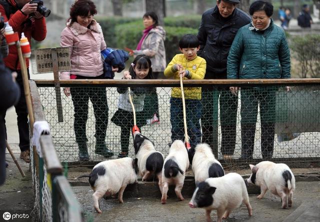 快来看不同养殖模式条件下的香猪养殖效益分析是多少