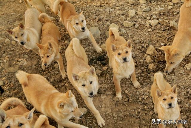 为什么说肉狗养殖投资简单，收回成本很难？肉狗养殖难点在哪？