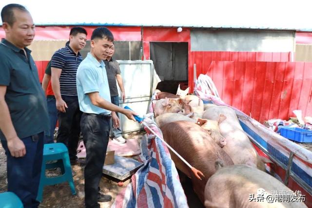 【乡村振兴】港南区八塘街道：新花生猪养殖助农增收有钱花