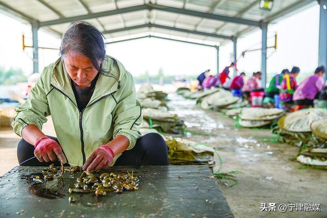 德州市陵城区神头镇：村民养水蛭，亩均利润3万元——“软黄金”敲开致富门