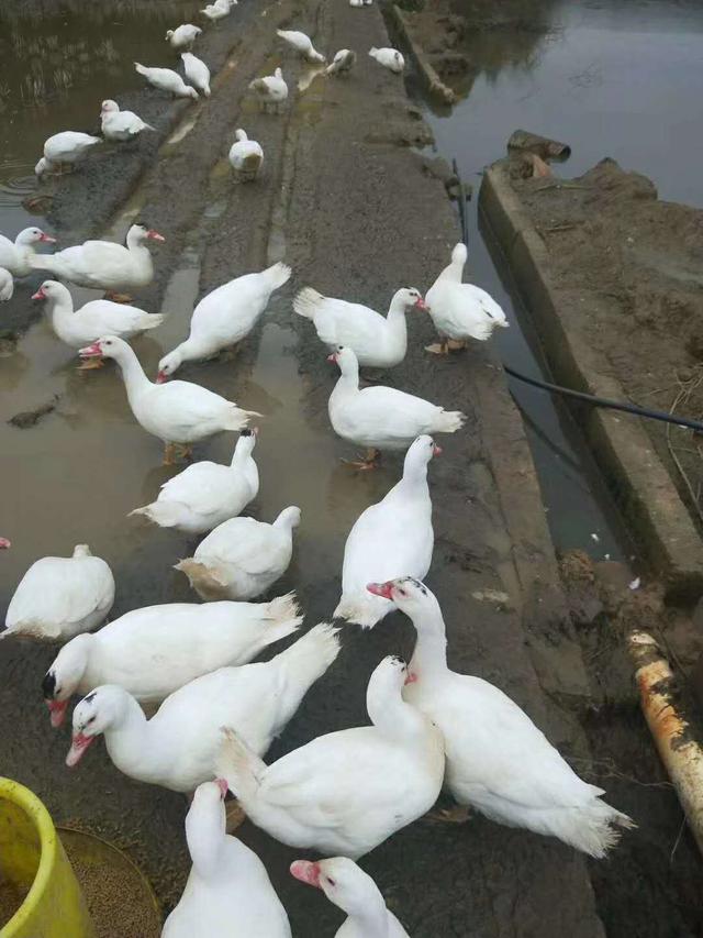 你知道什么是香鹑雁，麝香鸭吗？进来带你长见识~