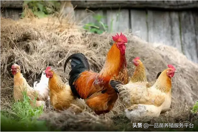 不管是养土鸡还是蛋鸡，这样搭配公鸡，母鸡抢着下蛋根本停不下来