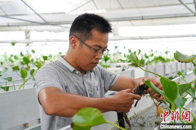 航拍广西澳洲淡水龙虾养殖基地 商品虾供不应求