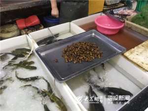 济宁金蝉养殖(济宁金蝉“破土”上市 75元一斤赶超海鲜)