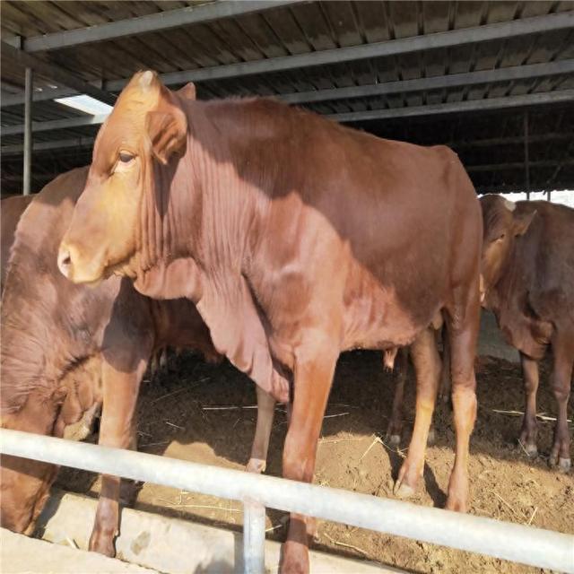 正规肉牛养殖基地