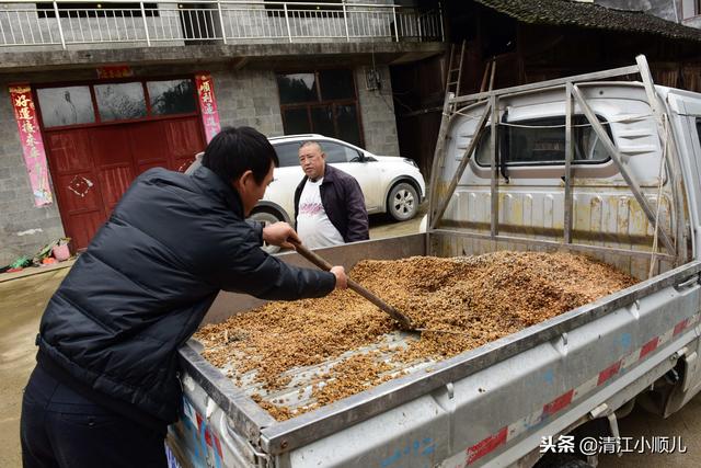 农村父子致富有方：高山种菜又养牛，生态循环种养效益高