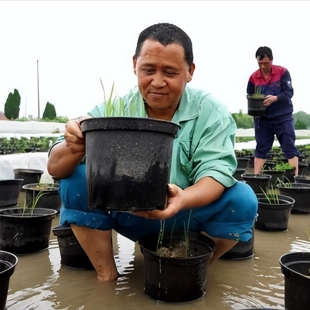 水蛭的生活习性，以及人工养殖技术对它药用价值的影响