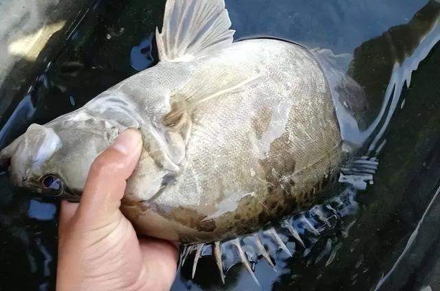 特别注意！鳜鱼养殖要满足这些条件，才能养出好鳜鱼