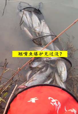 泥鳅鱼养殖视频(泥鳅钓法？浙江钓友半天钓几十条大翘嘴鱼，网友：你吃得完吗？)