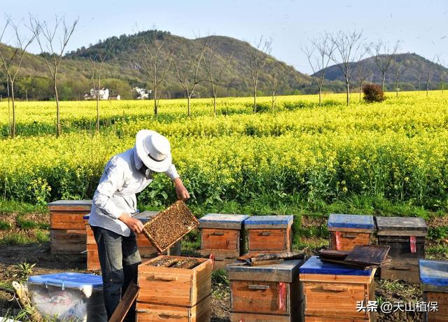 蜜蜂的养殖技术与管理