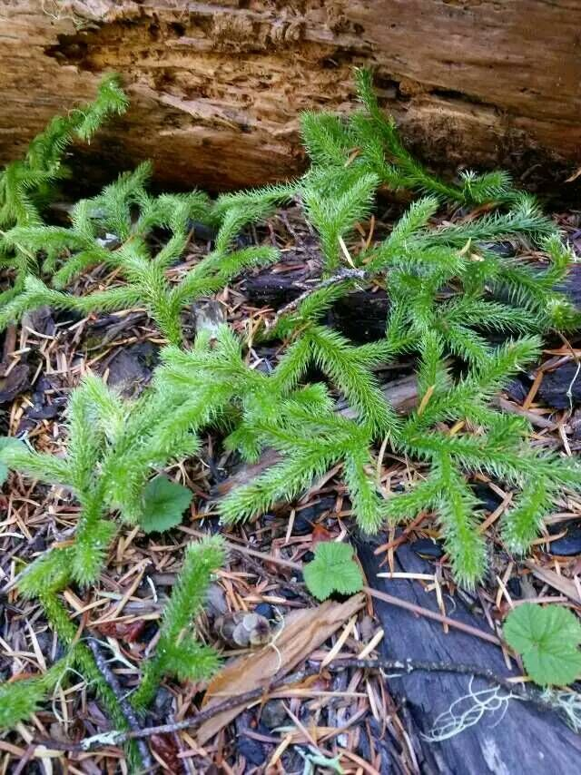 这野草长得毛茸茸，人称“铺地蜈蚣”，数量少作用多