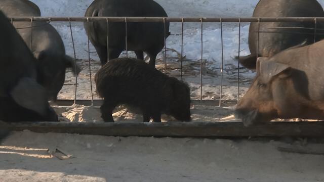 林口：生态养殖抢先机 黑猪拱出致富路