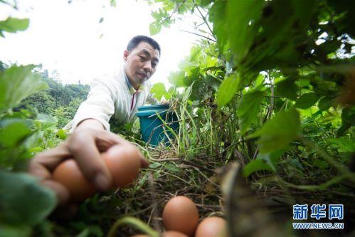 贵州大方：山中响起鸡鸣声