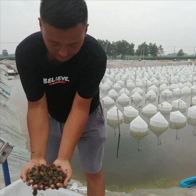 水蛭的生活习性，以及人工养殖技术对它药用价值的影响