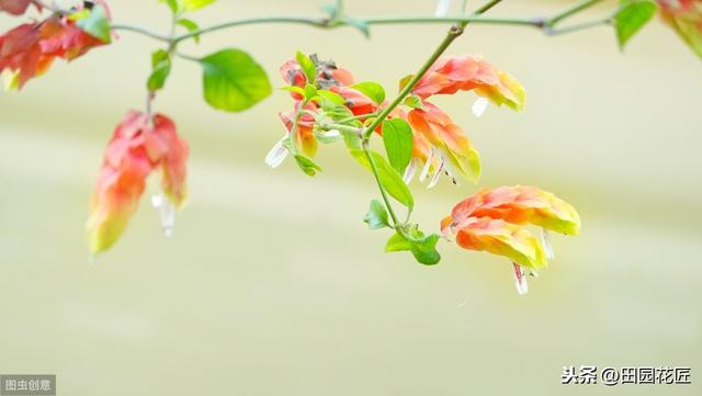 虾衣花，四季可开花，养殖和繁殖却并不简单，需要注意这些要点！