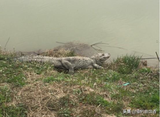 鳄鱼逃逸！洪水肆虐下河北保定特种养殖业的安全警示！