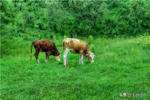 肉牛养殖有补贴吗(在农村养一头牛一年可赚近万元要养多少只国家有补贴？)