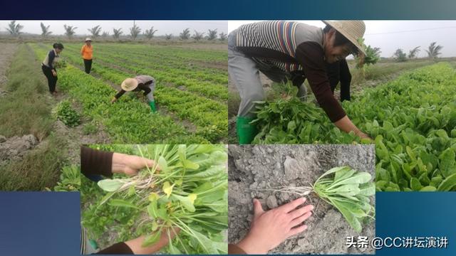 威马逊台风使海南土地盐碱化  小蚯蚓怎么帮了大忙？