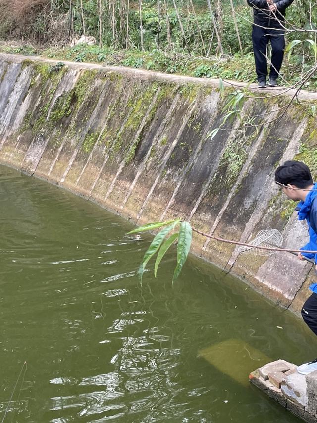 红色荷包鲤开启了爆护的大门，青草不甘落后前来报道