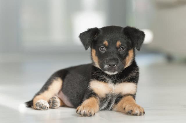 德牧幼犬的饲养方法很重要，因关系到它的一生