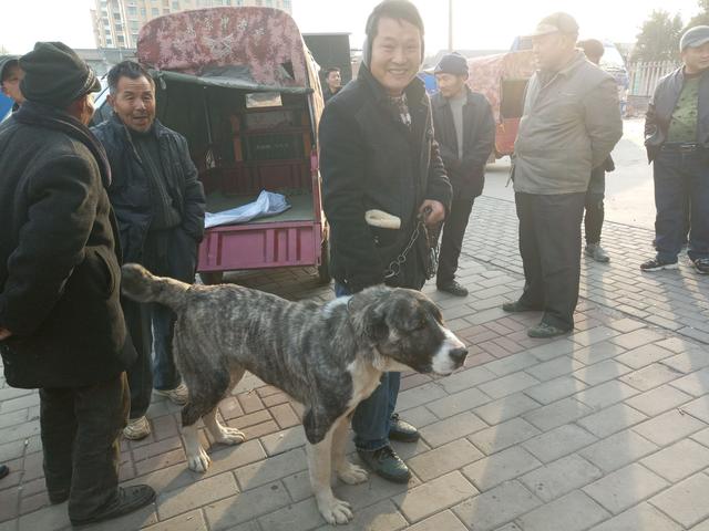 狗市名犬售万元，大爷卖土狗5元没人要，直叹都是狗差距咋这么大