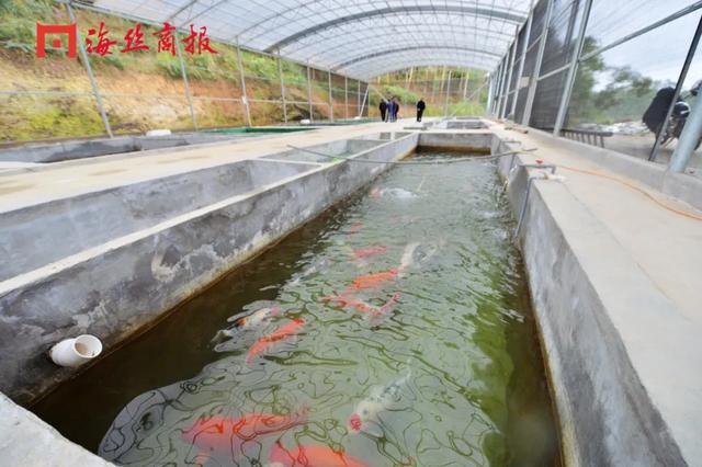 接好运！南安这里将打造福建省最大的锦鲤养殖基地