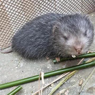 竹鼠的生活习性及养殖技术