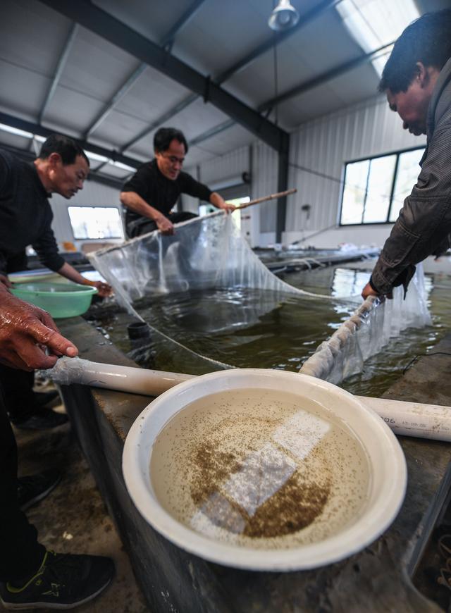 浙江湖州：春季“鱼苗工厂”销售旺