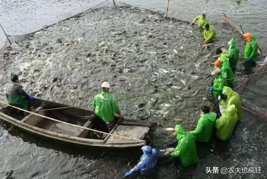 它是四大家鱼之首，1条百余斤重，腌腊鱼是一绝，如今很少人养殖