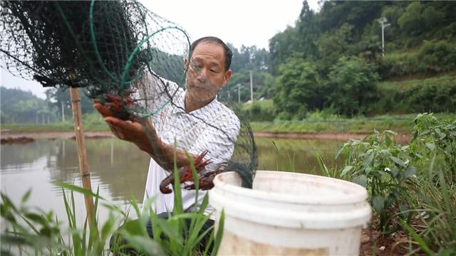 湖南省怀化市鹤城区江垅湾村：荷虾鱼立体种养殖 好风景变成好产业