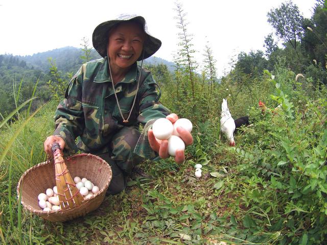 新手养土鸡，场地到底建多大，才能满足养殖需要？