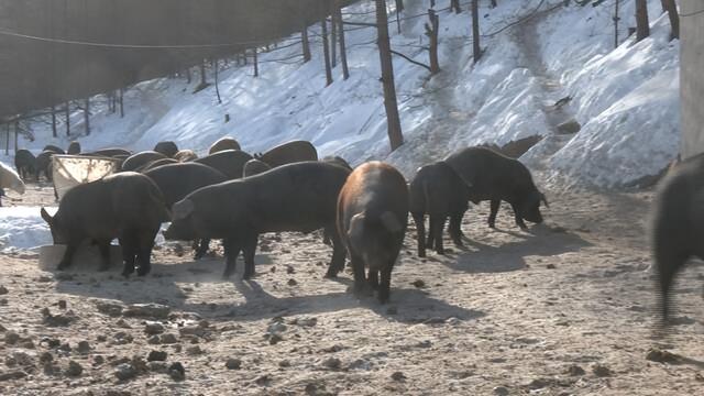 林口：生态养殖抢先机 黑猪拱出致富路