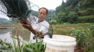 湖南鱼塘立体养殖(湖南省怀化市鹤城区江垅湾村：荷虾鱼立体种养殖 好风景变成好产业)