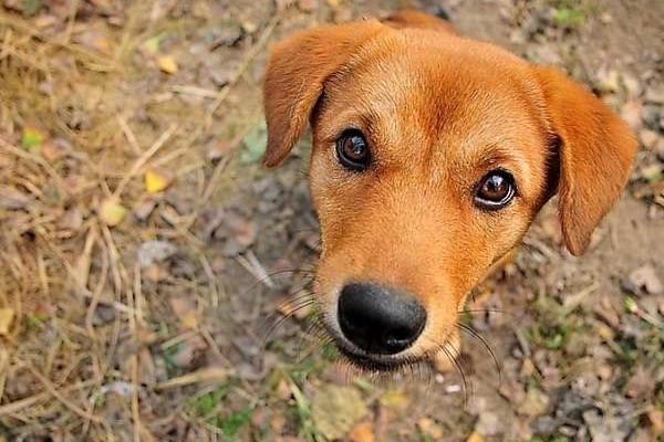 中华田园犬饲养指南，虽说不娇贵，但也要细心饲养！