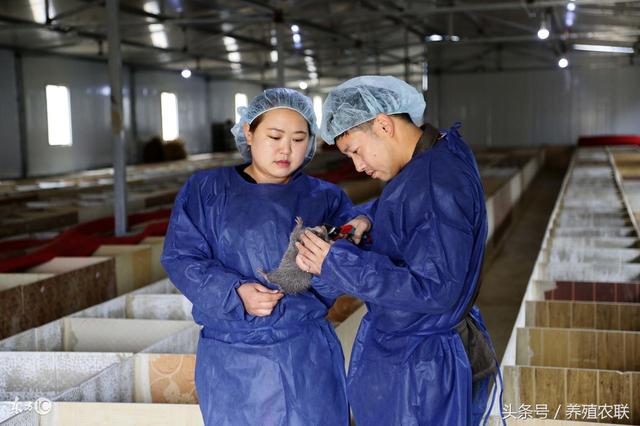 竹鼠的选种和饲养，竹鼠肉质口感俱佳，市场反馈不错