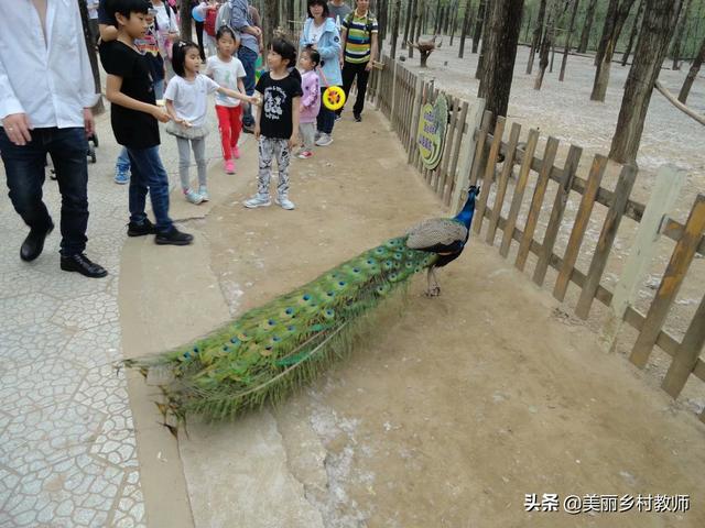 北京大兴野生动物园